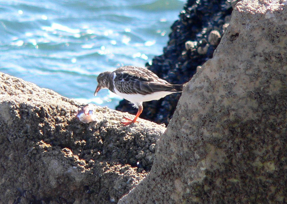Ruddy Turnstone - ML644697718