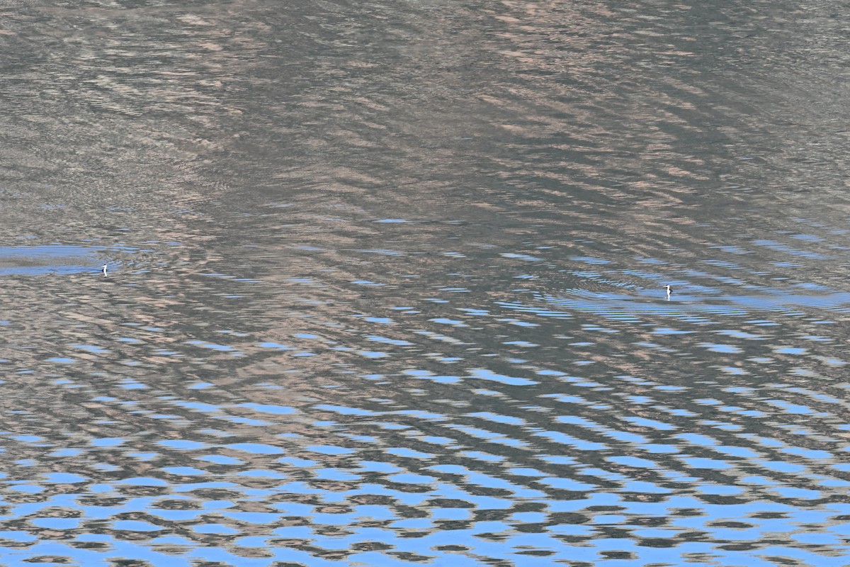 Western Grebe - ML644697732