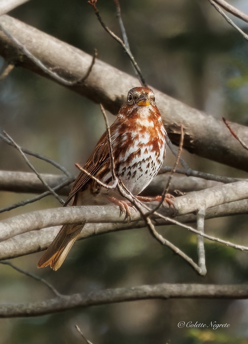 Fox Sparrow - ML644697735