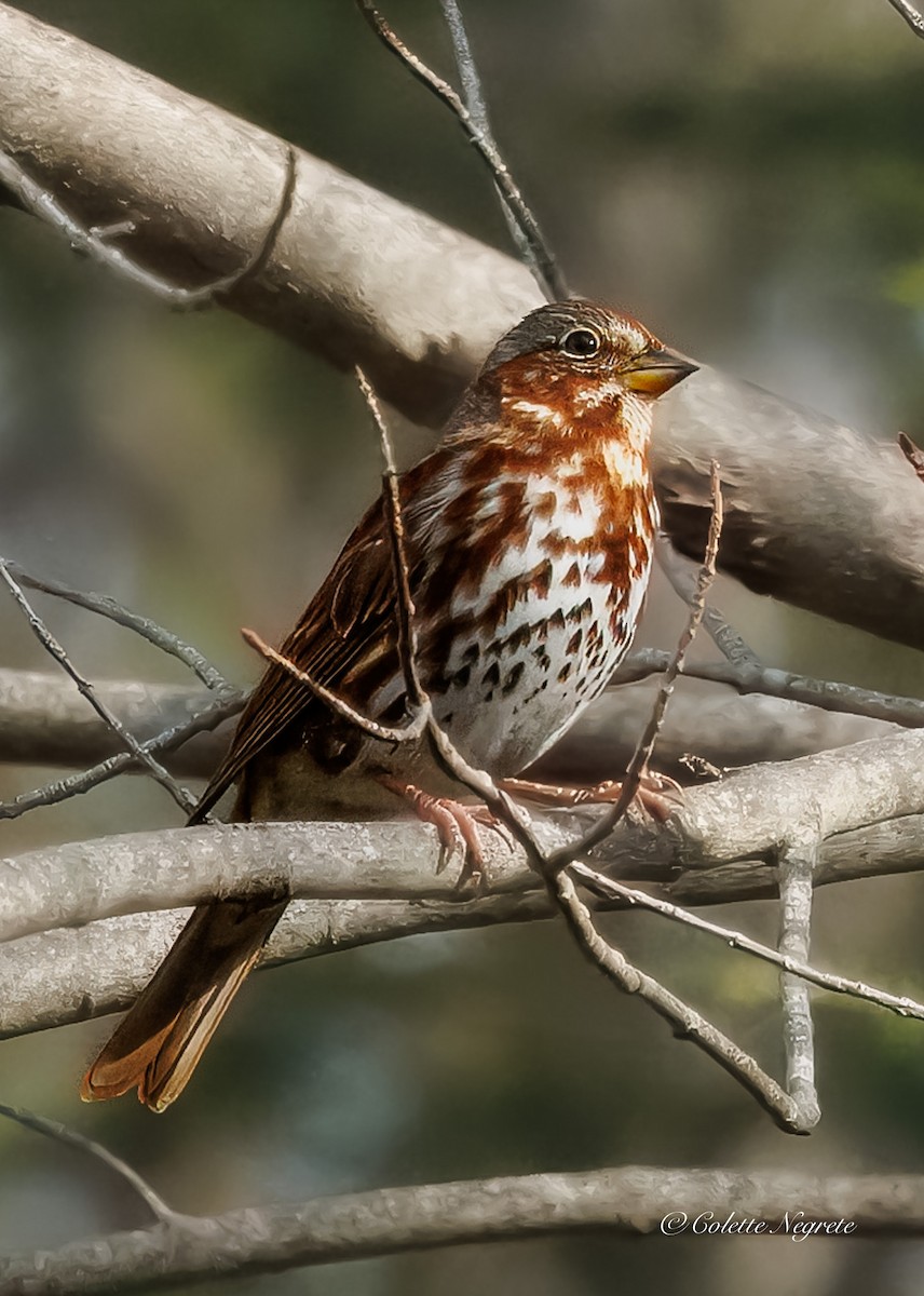 Fox Sparrow - ML644697736