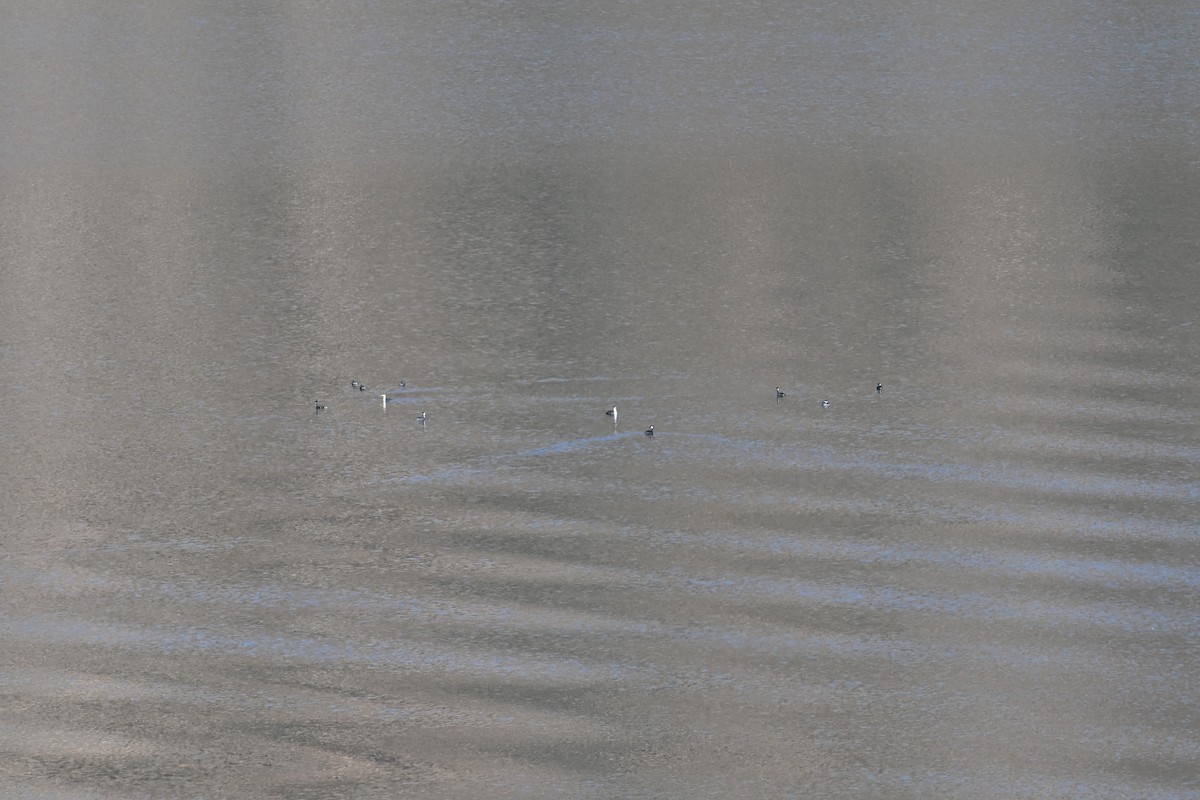 Western Grebe - ML644697737