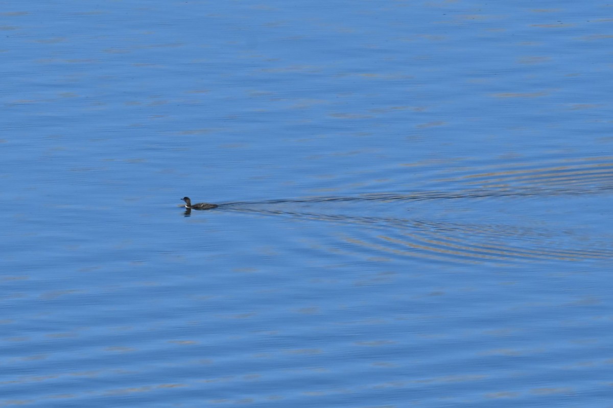 Common Loon - ML644697741