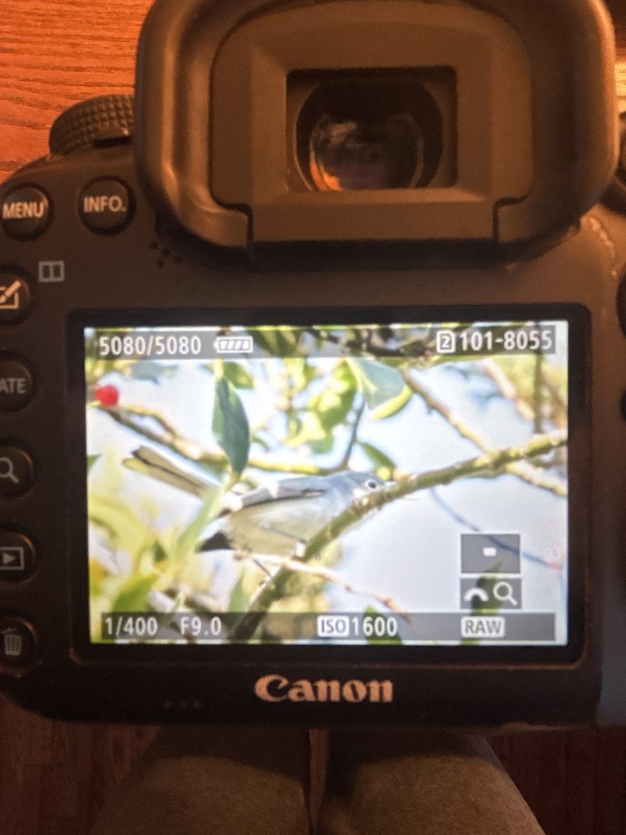 Blue-gray Gnatcatcher - ML644697744