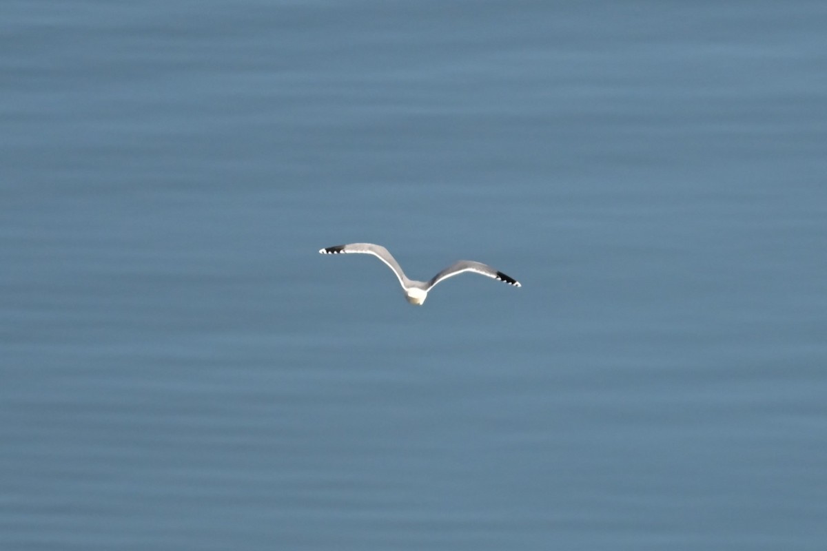 gull sp. - ML644697750