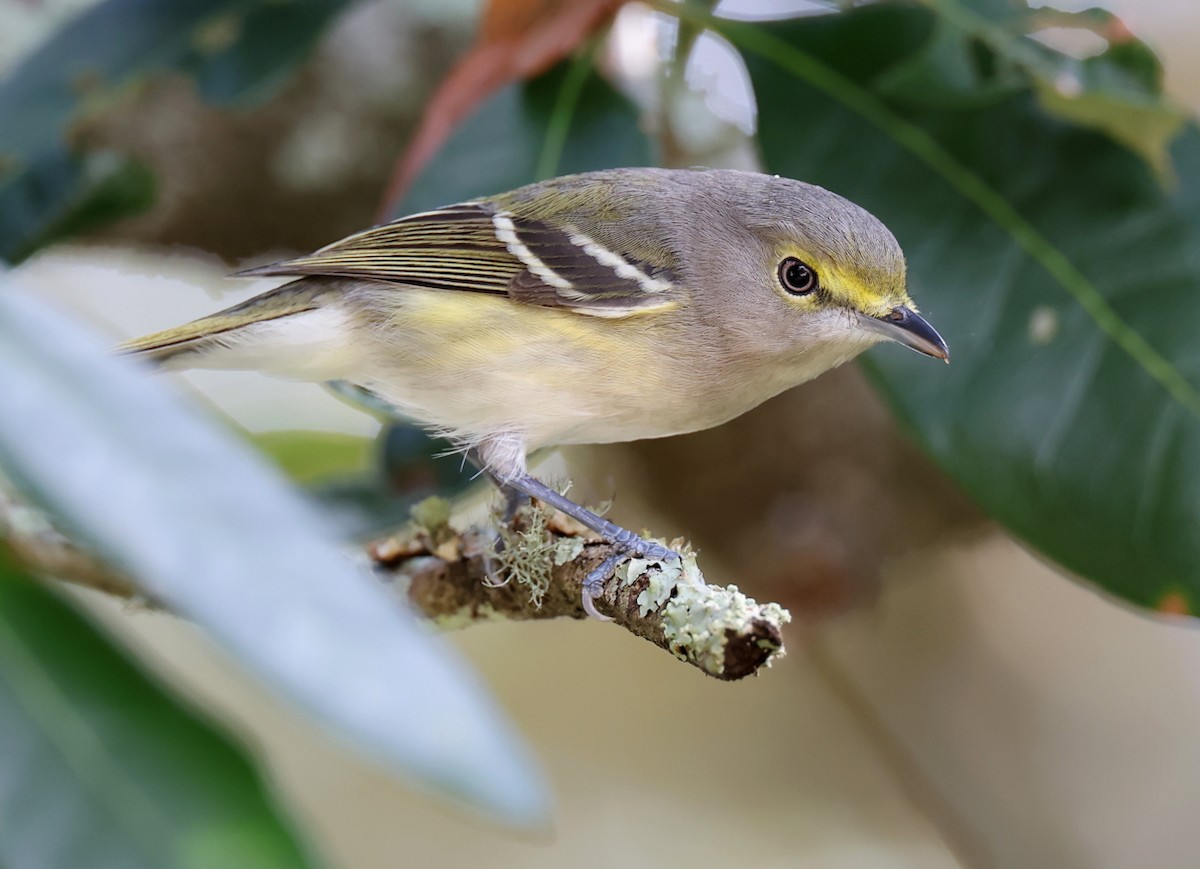 Vireo Ojiblanco - ML644697755