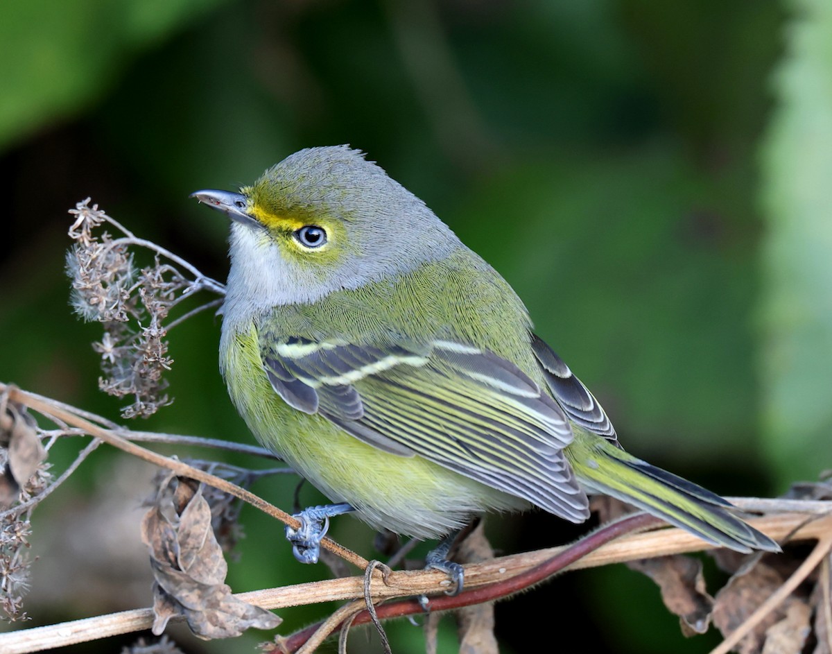 Vireo Ojiblanco - ML644697756