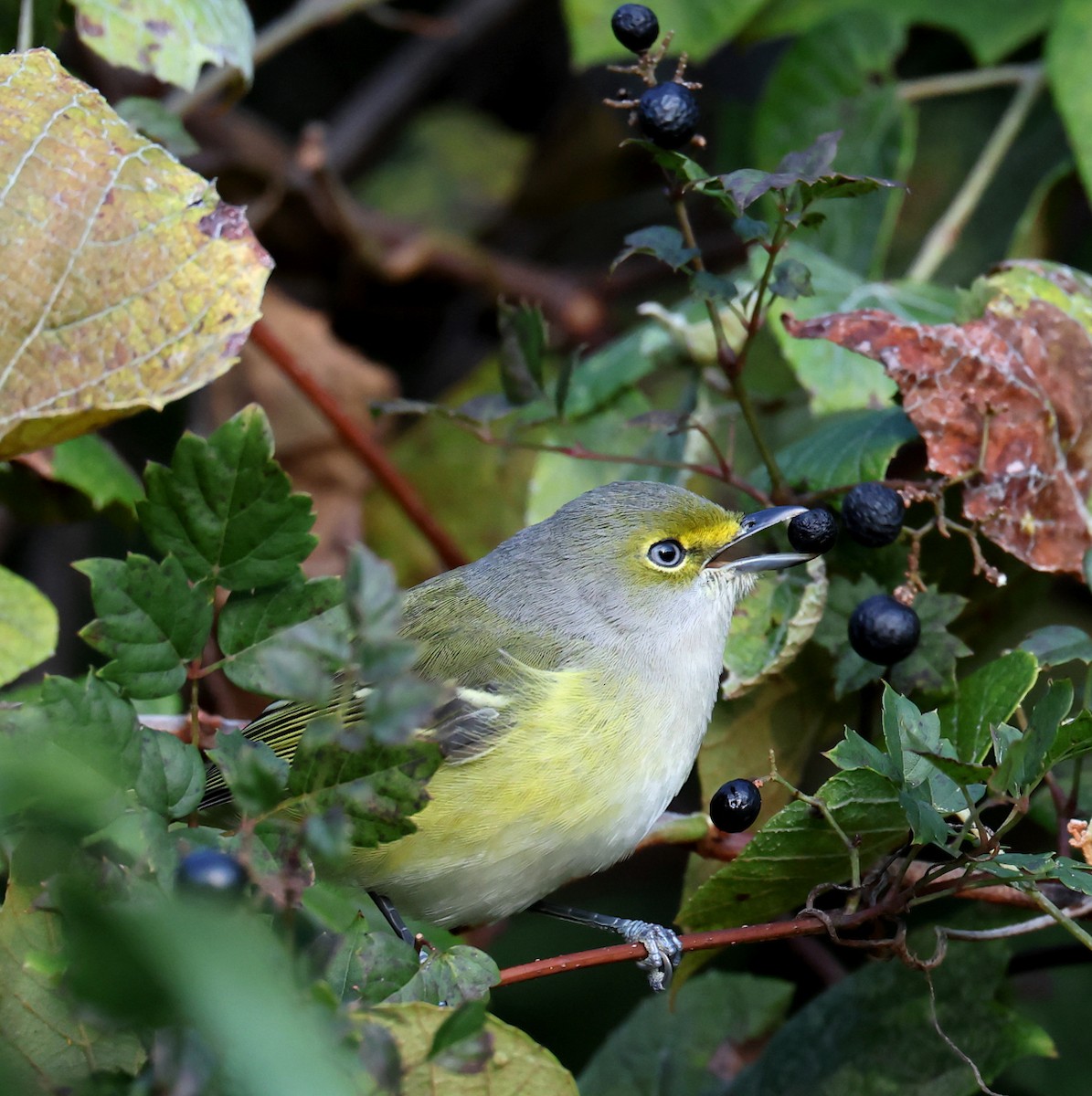 Vireo Ojiblanco - ML644697757