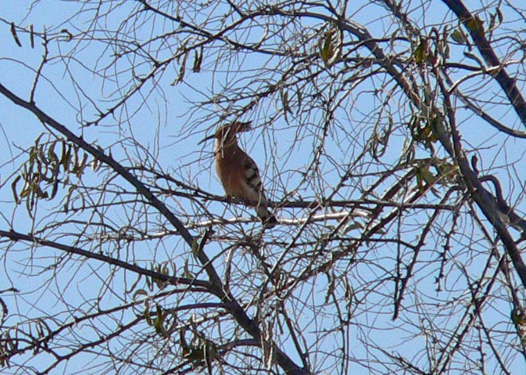 Common Hoopoe - ML644697758