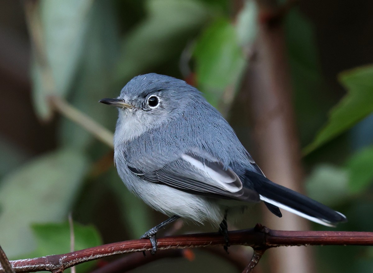 Комароловка сиза - ML644697766