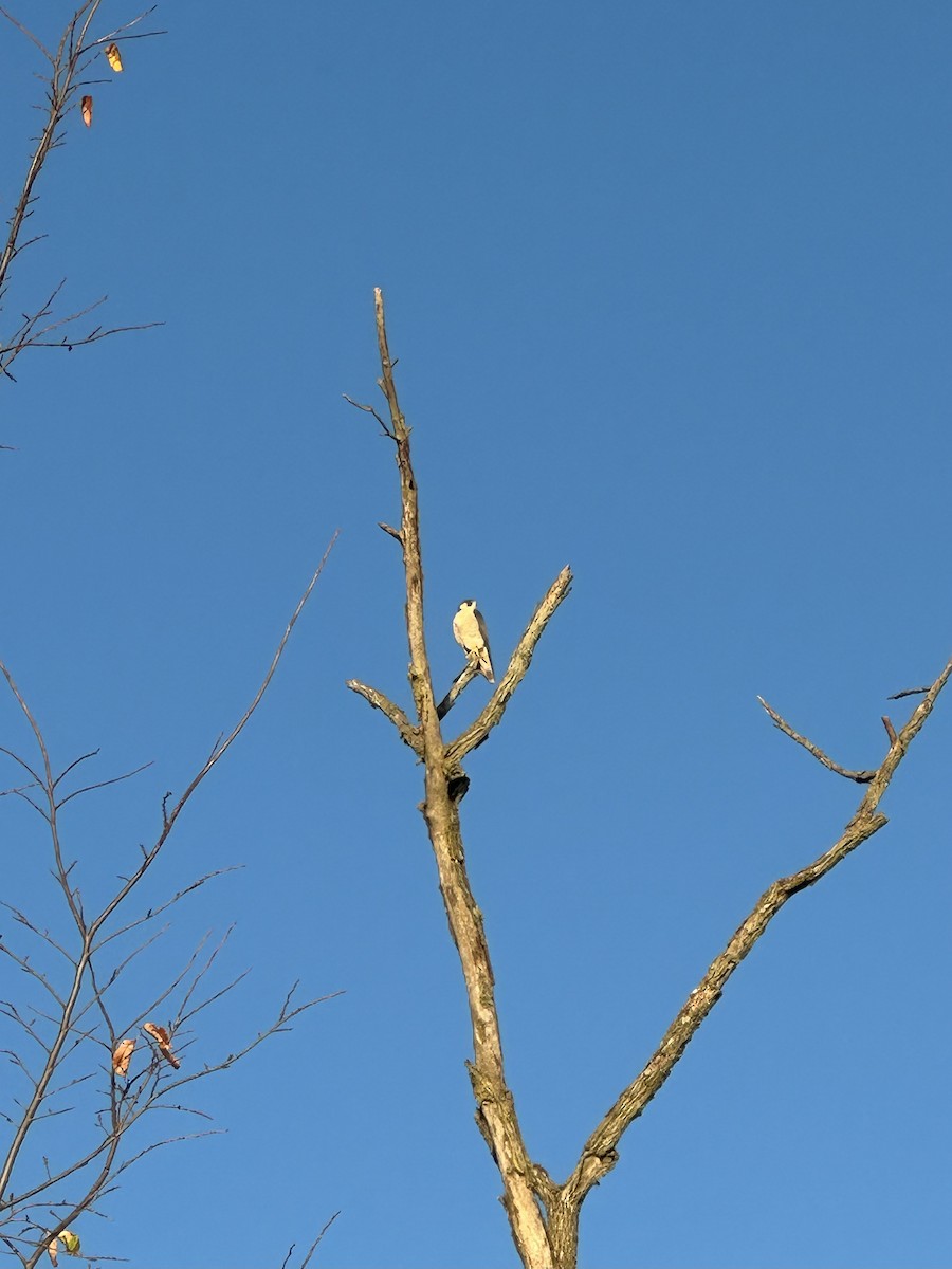 Эгэл шонхор - ML644697767