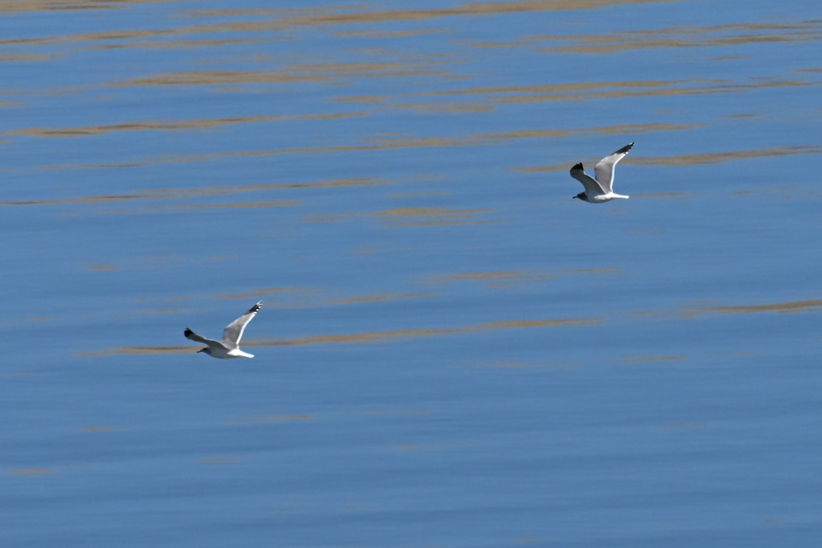 gull sp. - ML644697768