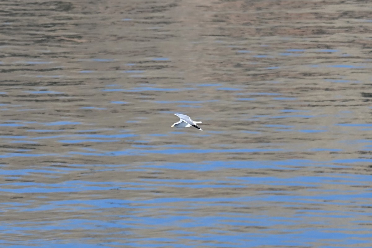 gull sp. - ML644697769