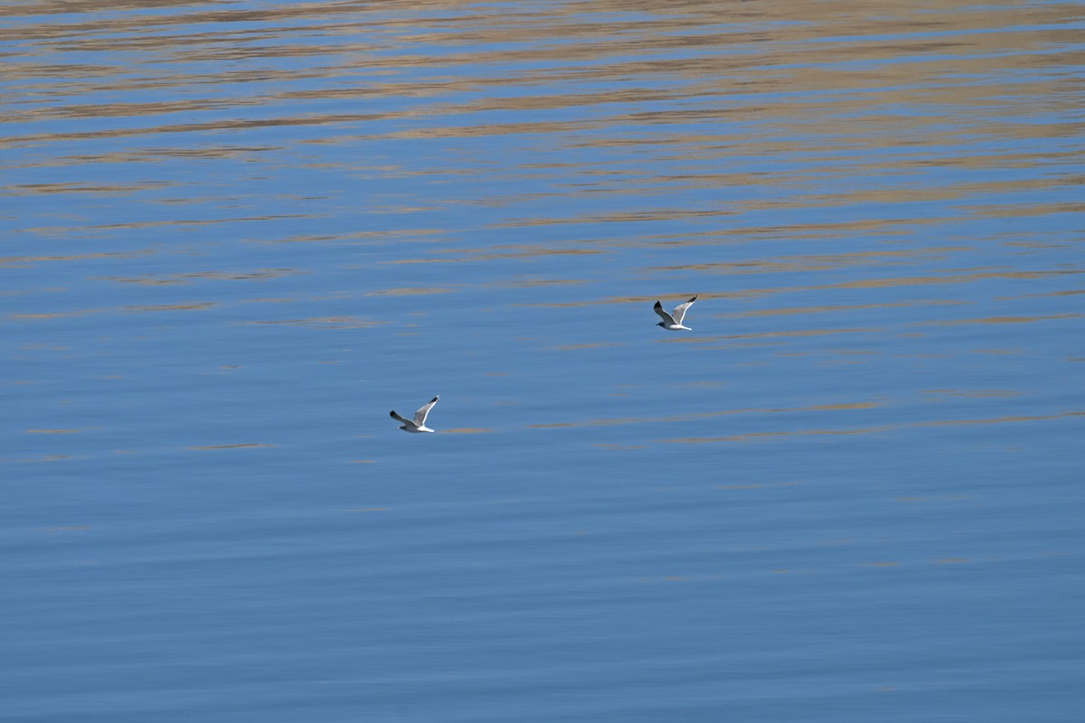 gull sp. - ML644697777