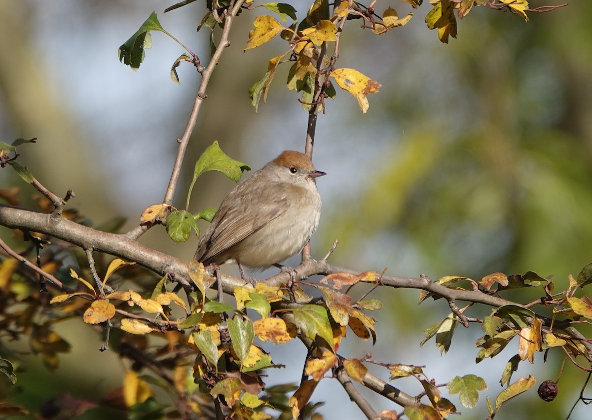 Txinbo kaskabeltza - ML644697780