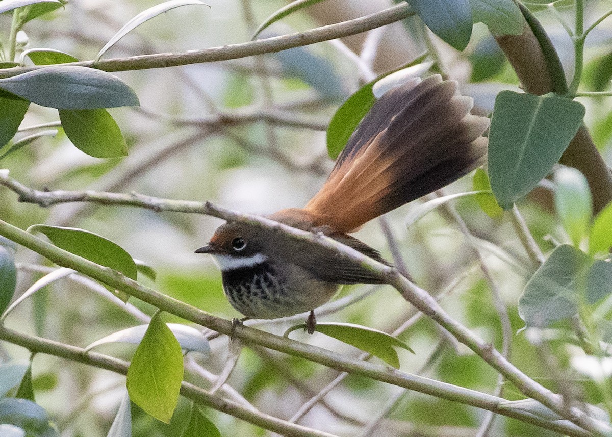 Rhipidure roux - ML644697781