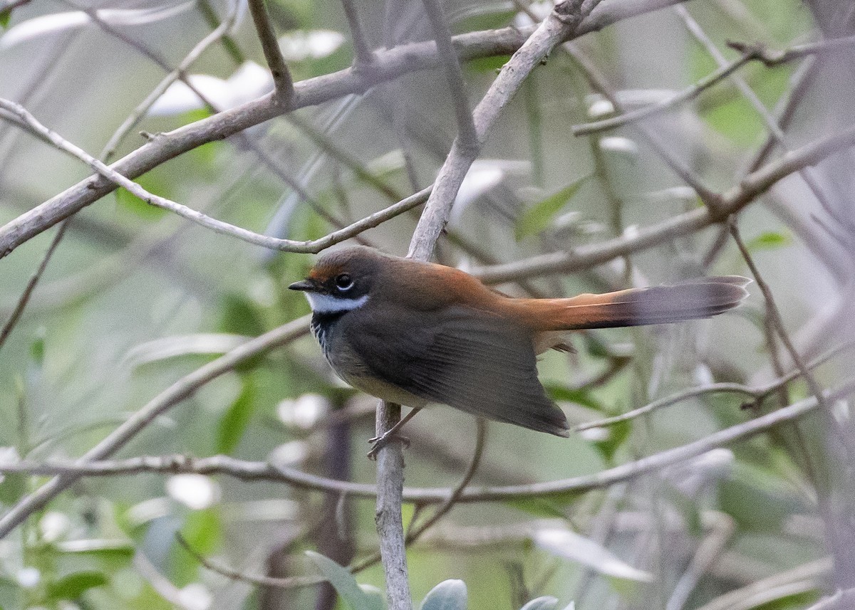 Rhipidure roux - ML644697782