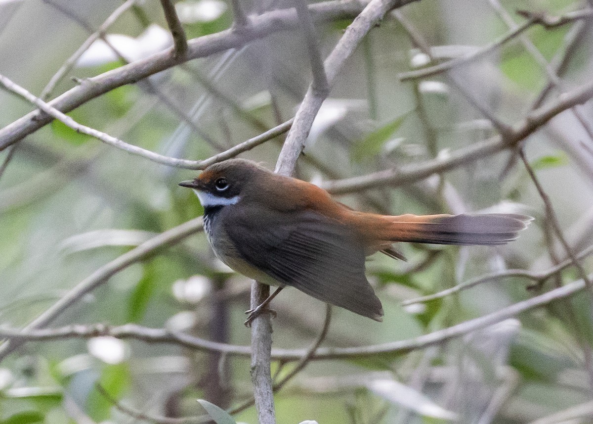 Rhipidure roux - ML644697783