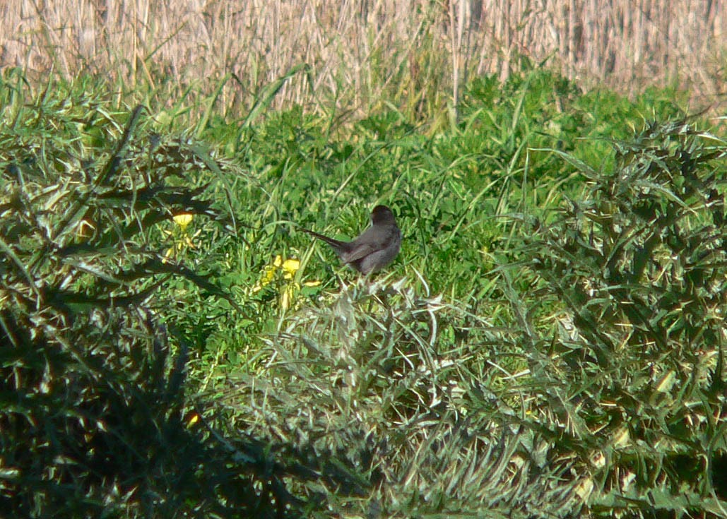 Sardinian Warbler - ML644697786