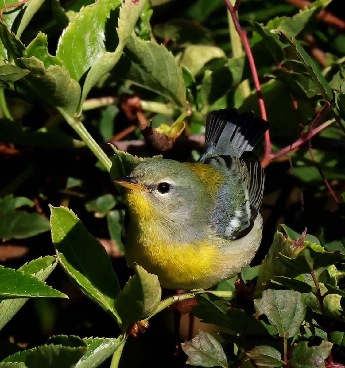 Northern Parula - ML644697789