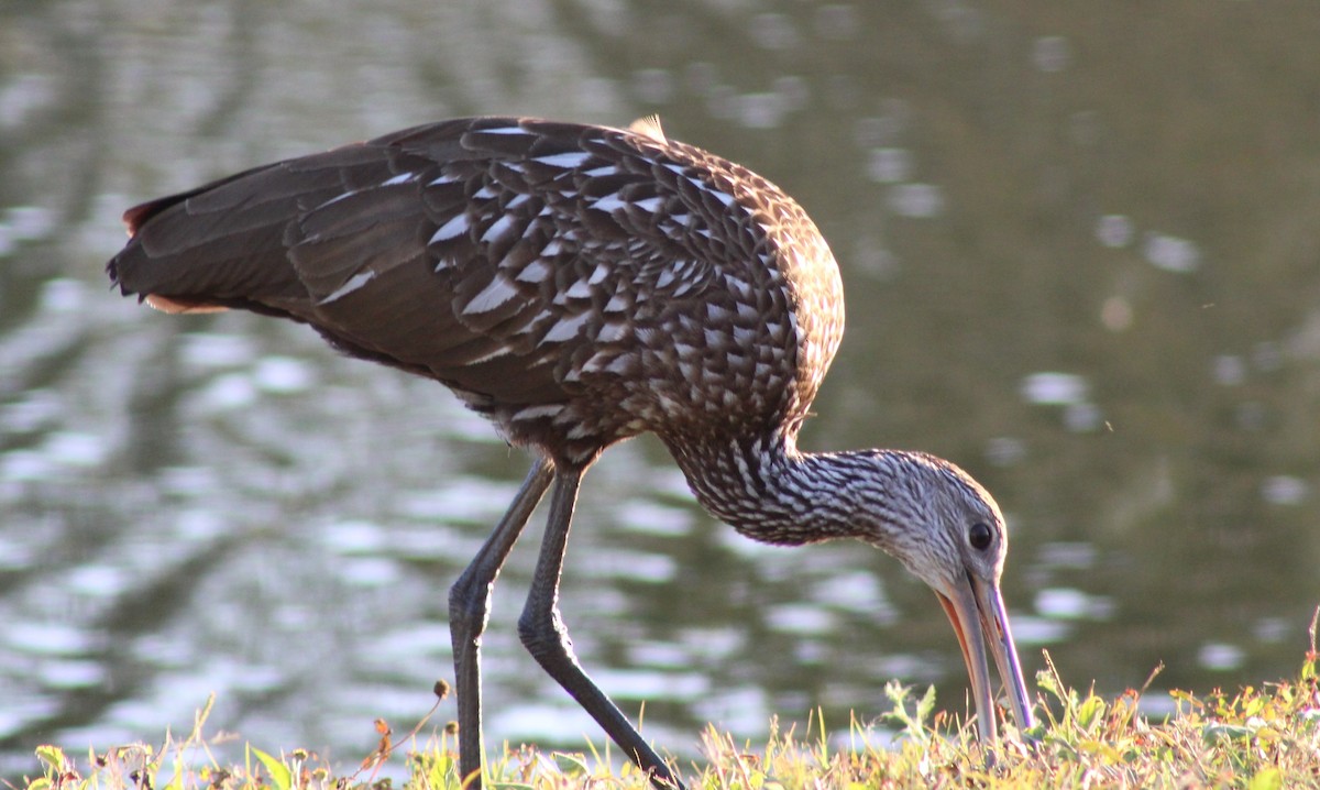 Limpkin - ML644697795
