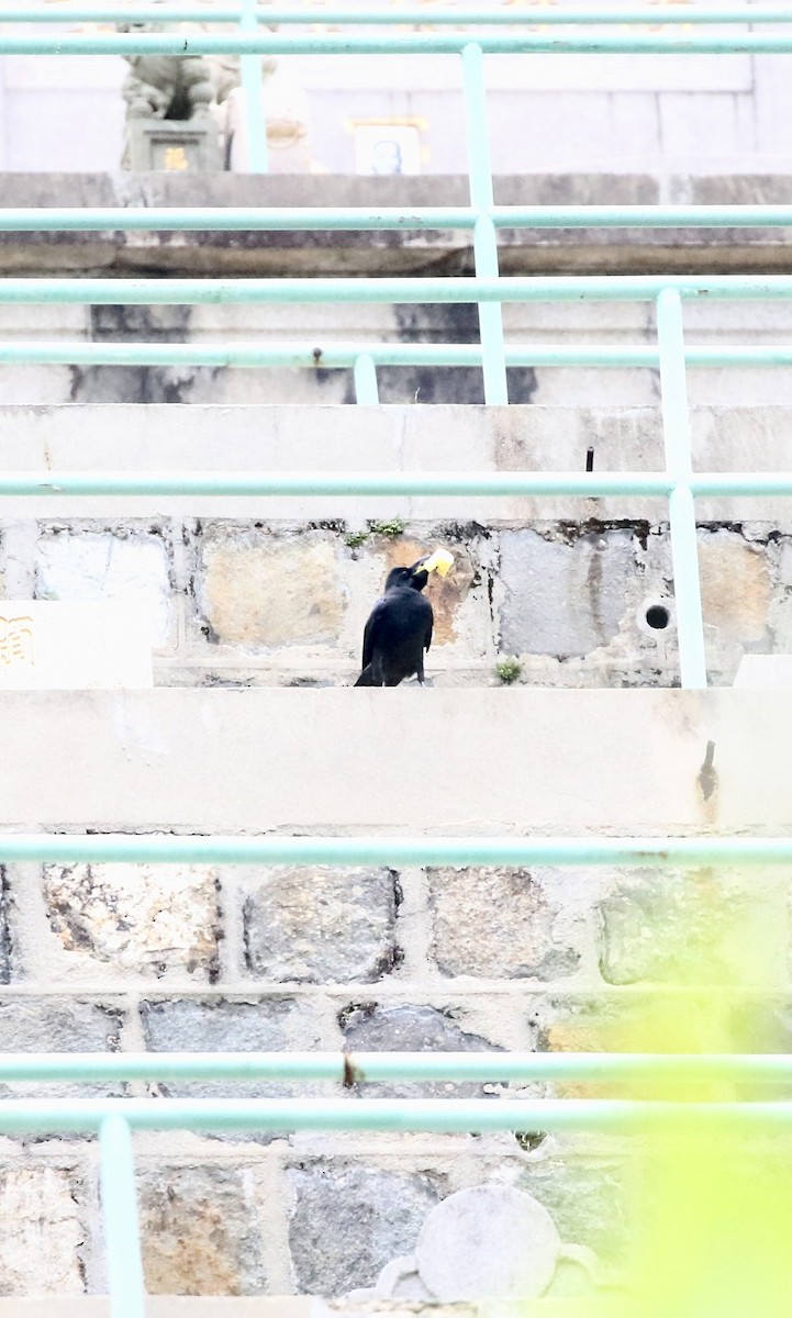 Large-billed Crow - ML644697812