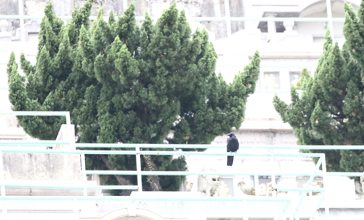 Large-billed Crow - ML644697813