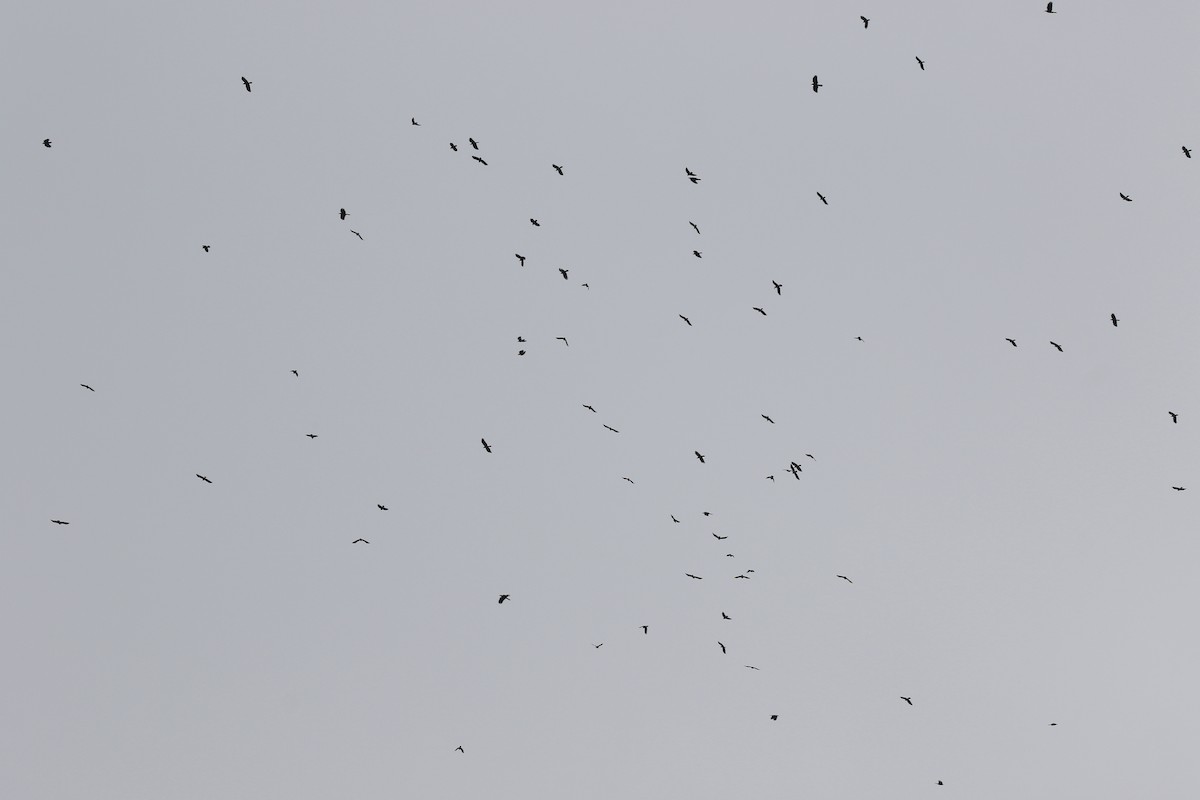 Large-billed Crow - ML644697814