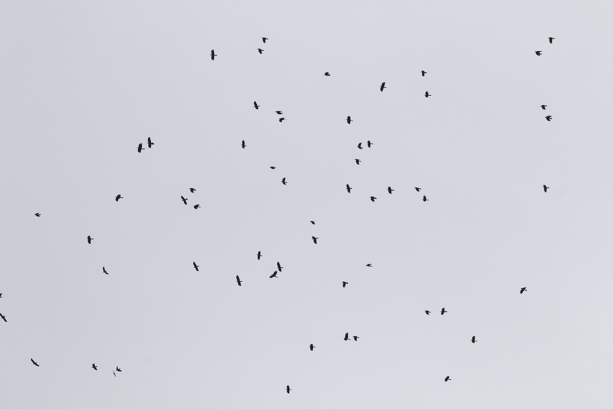 Large-billed Crow - ML644697815