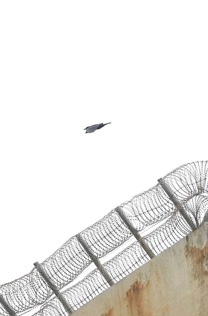 Large-billed Crow - ML644697816