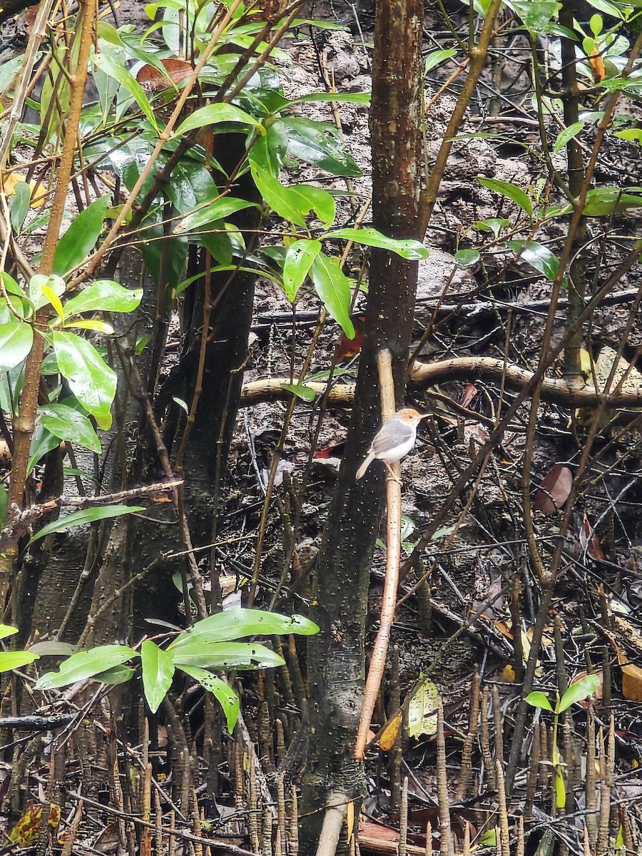 Ashy Tailorbird - ML644697817