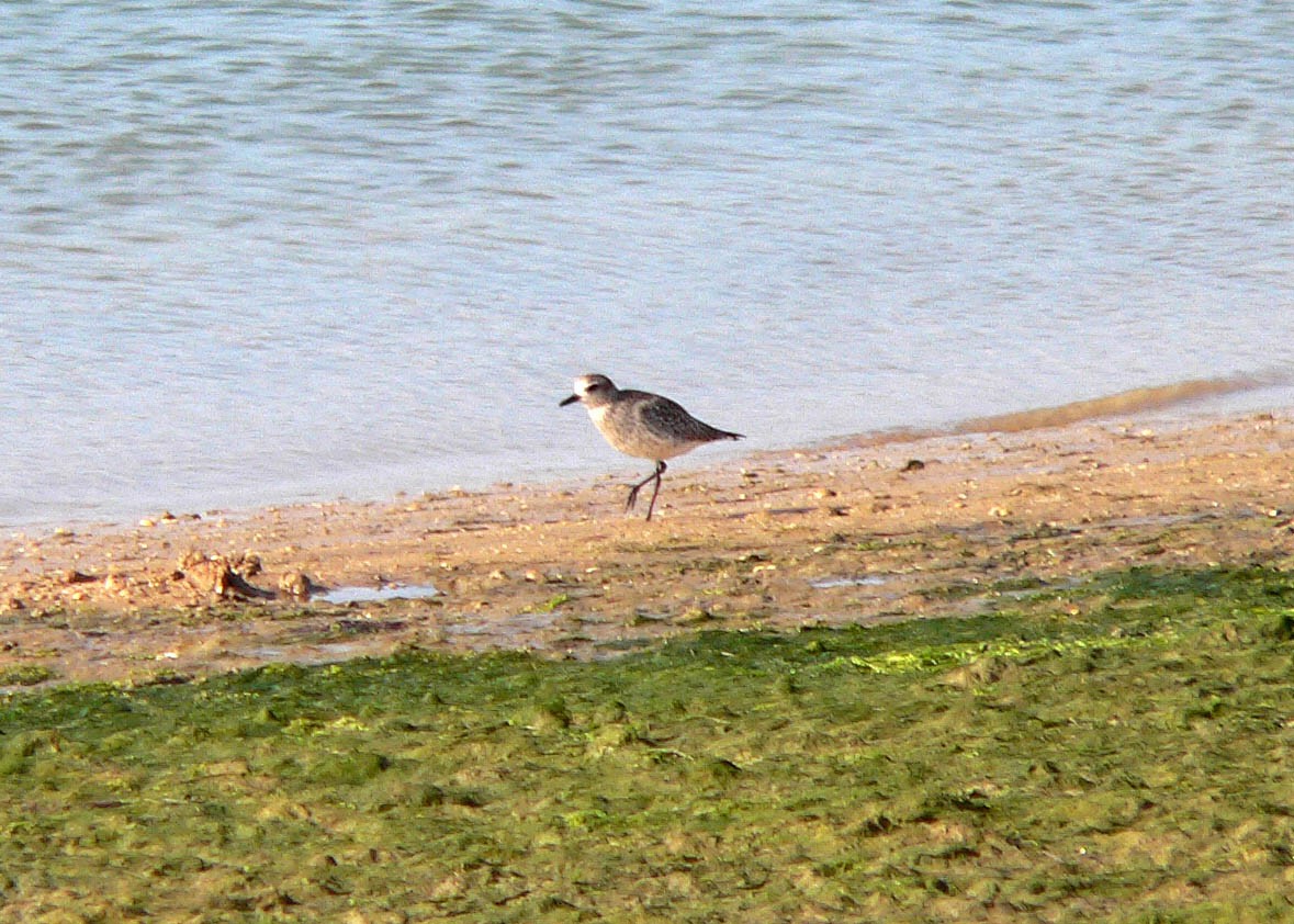 ダイゼン - ML644697823