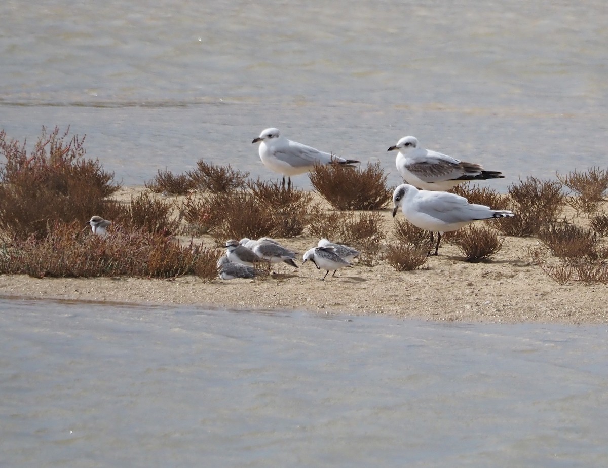 Mediterranean Gull - ML644697830