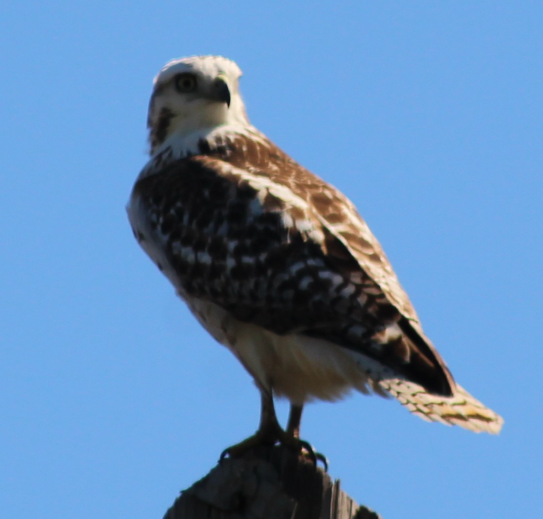 Red-tailed Hawk - ML644697831