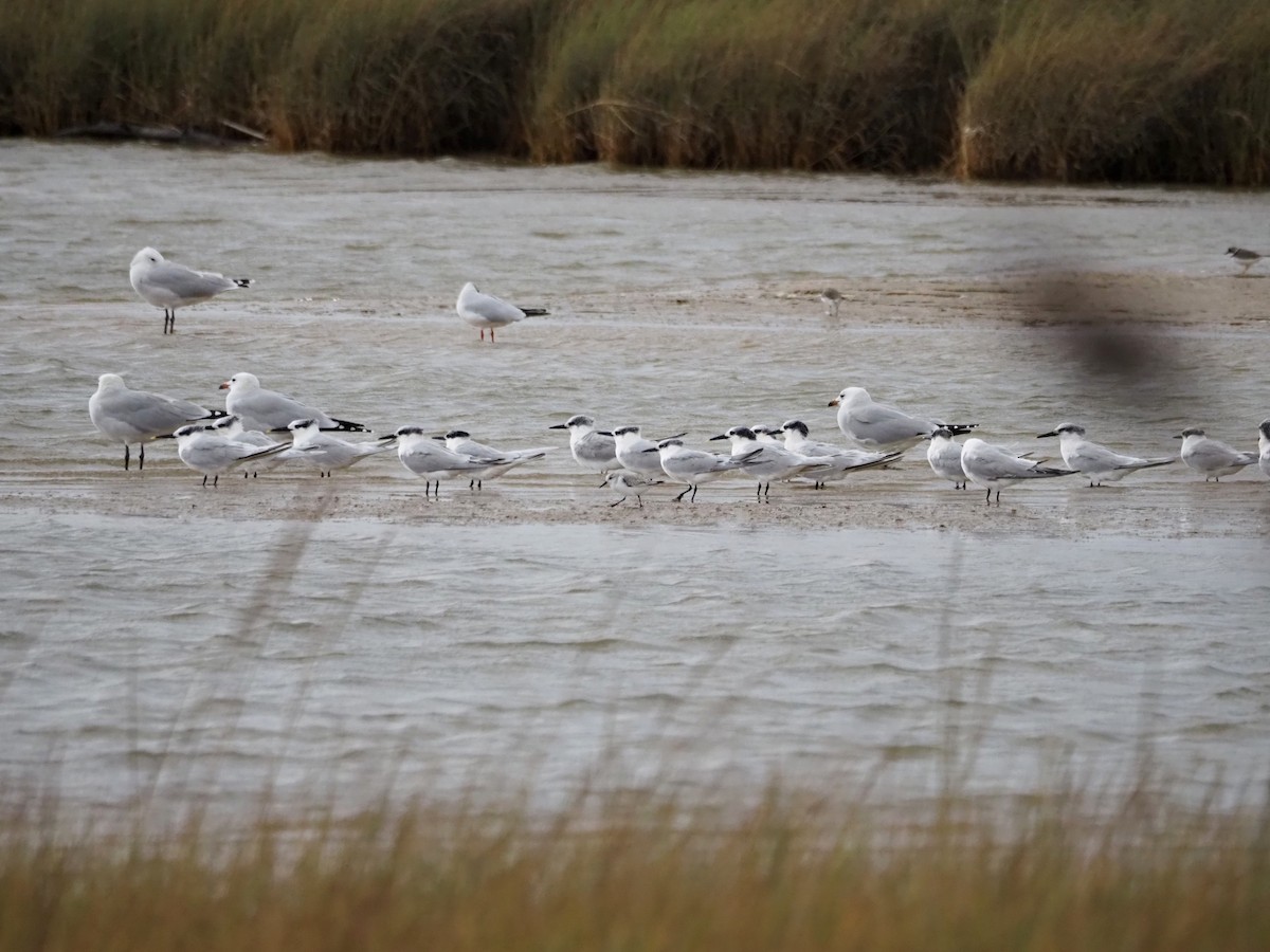 Sterne caugek - ML644697835