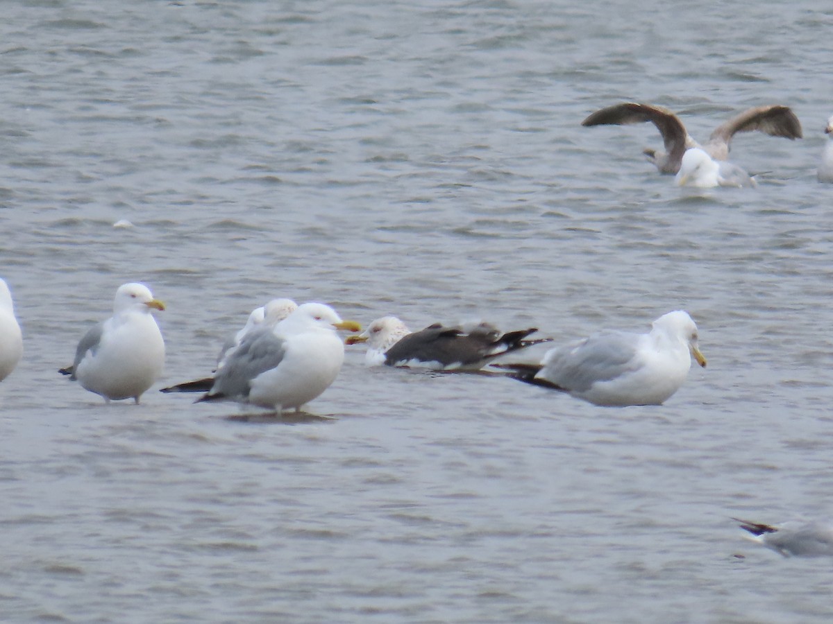 ニシセグロカモメ - ML644697843