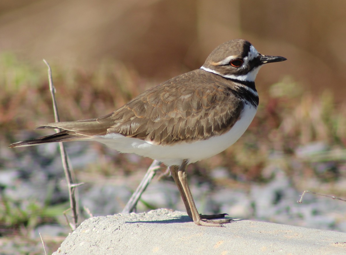 Killdeer - ML644697844