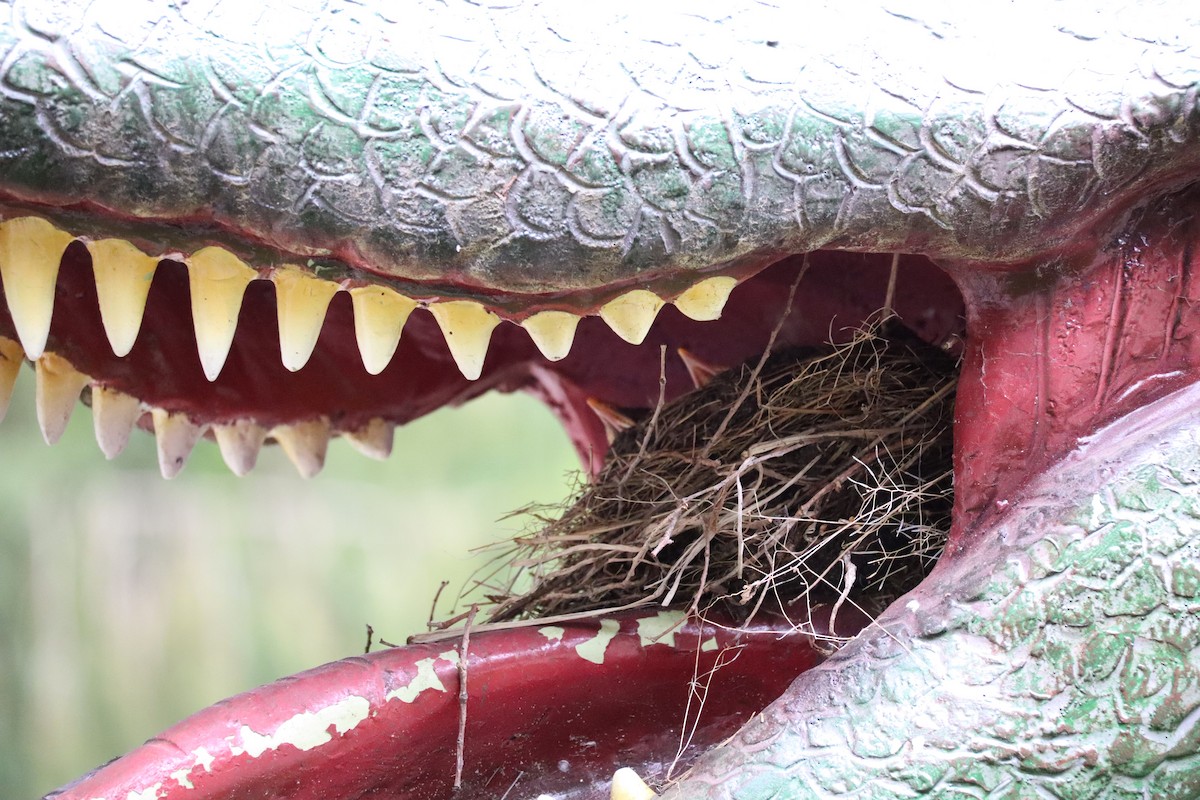 コマツグミ - ML644697852