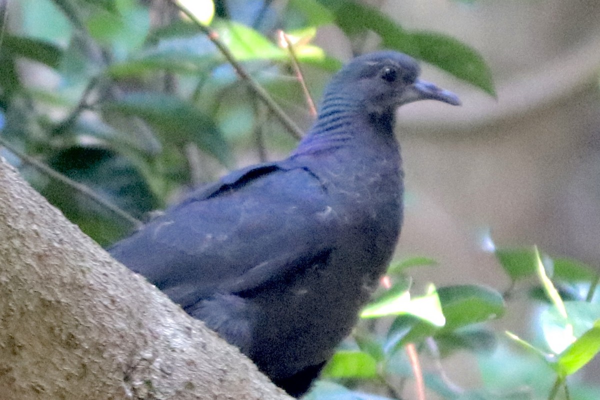 Black Wood-Pigeon - ML644697853