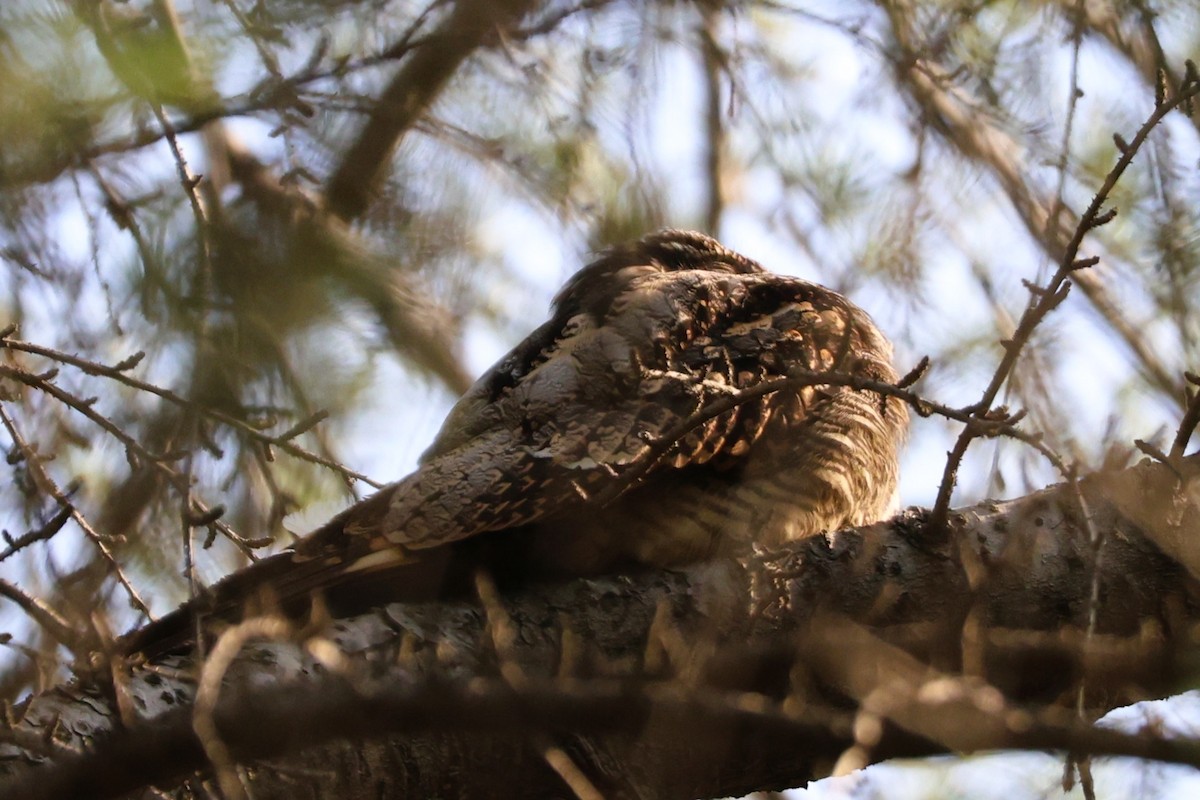 Gray Nightjar - ML644697854