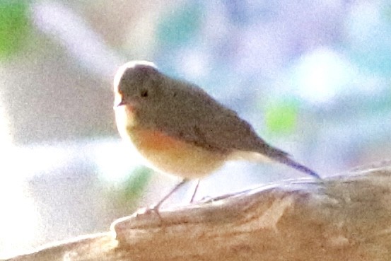 Mugimaki Flycatcher - ML644697855