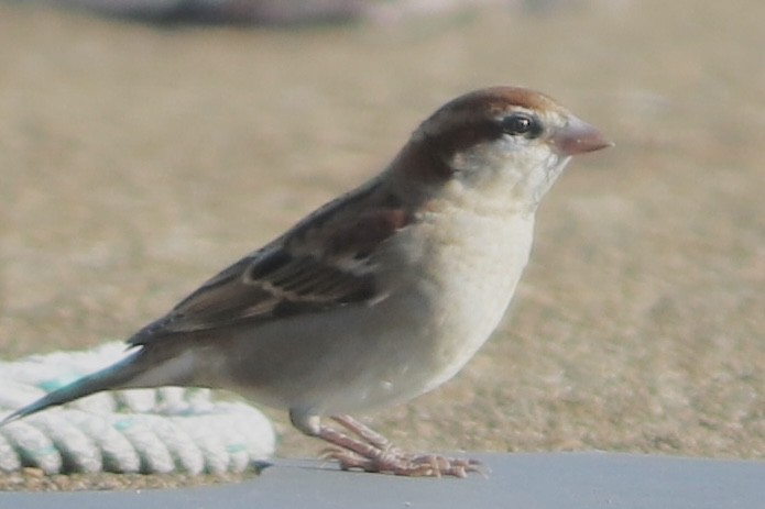 Russet Sparrow - ML644697866