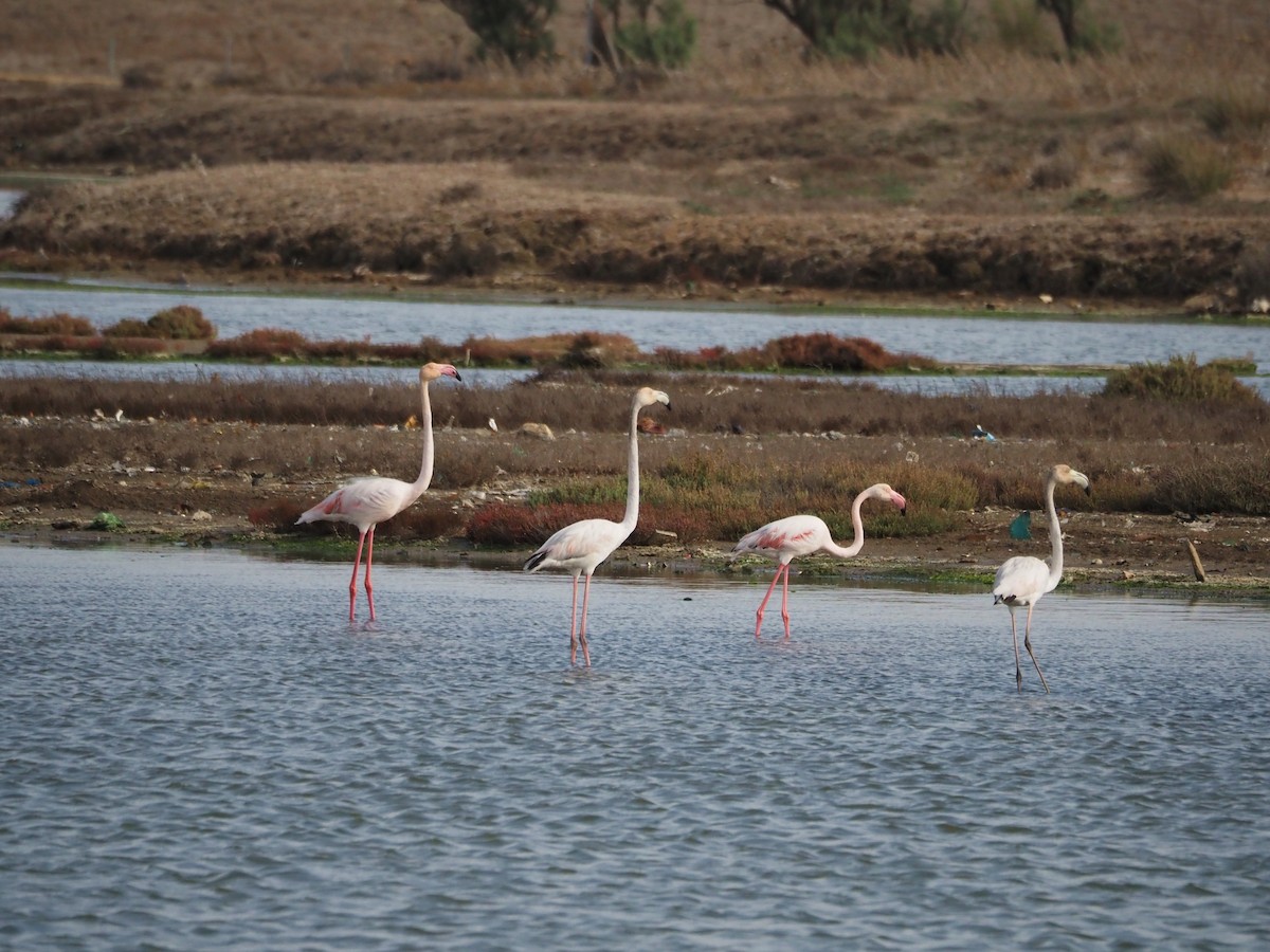 Flamenko handia - ML644697871