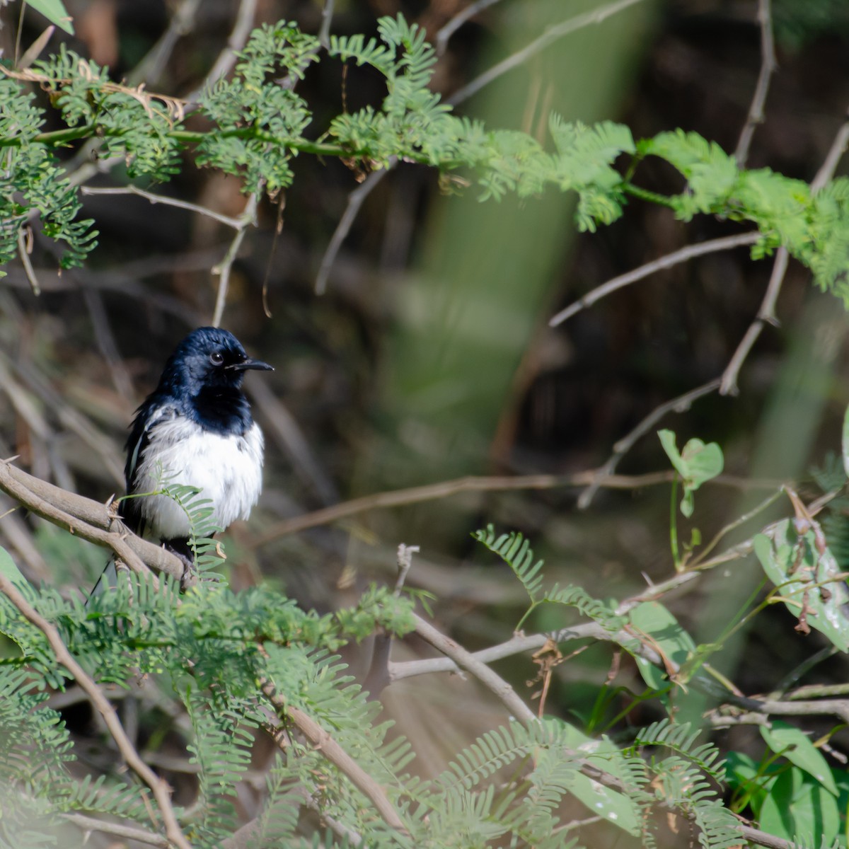 シキチョウ - ML644697884