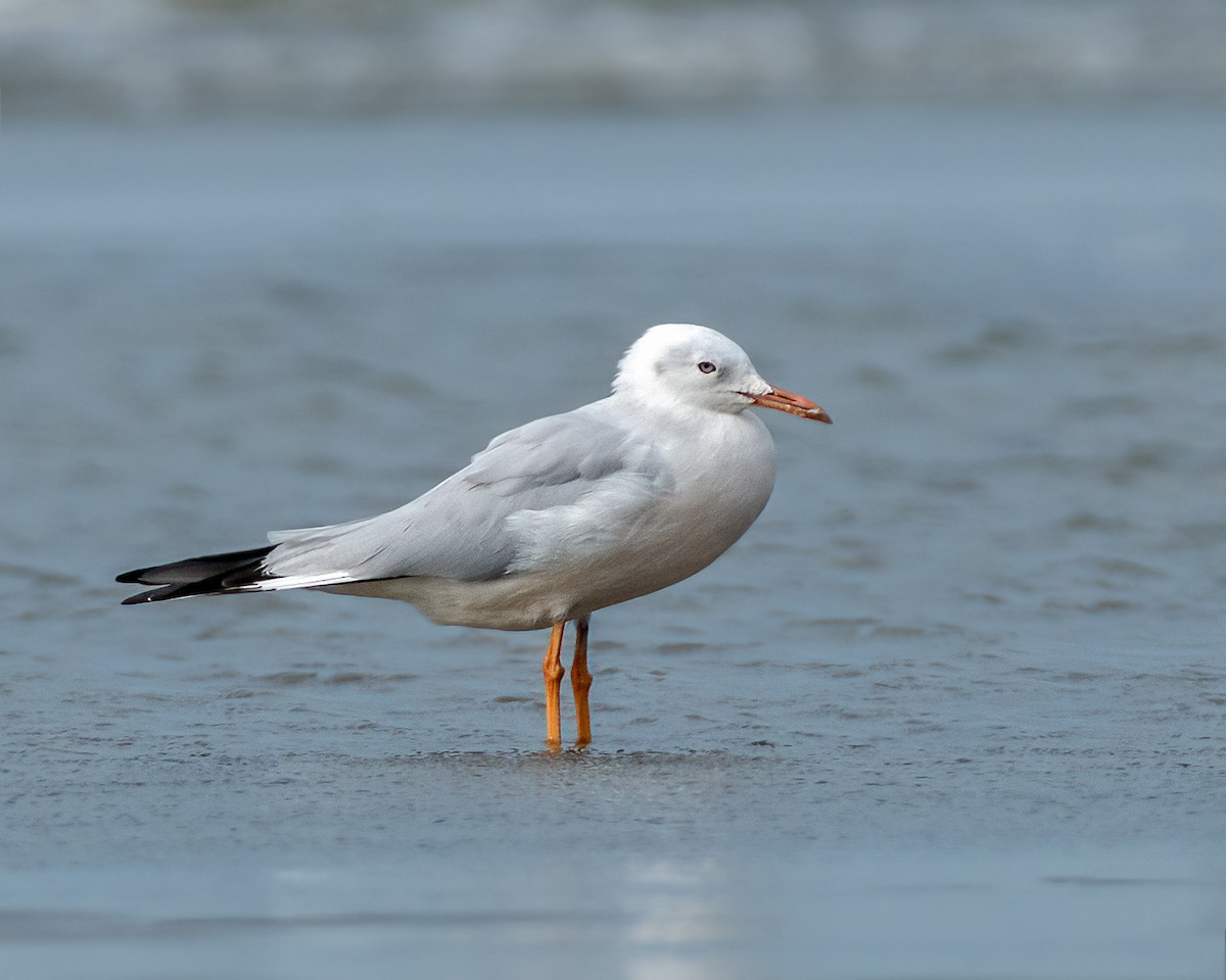 Морской голубок - ML644697887