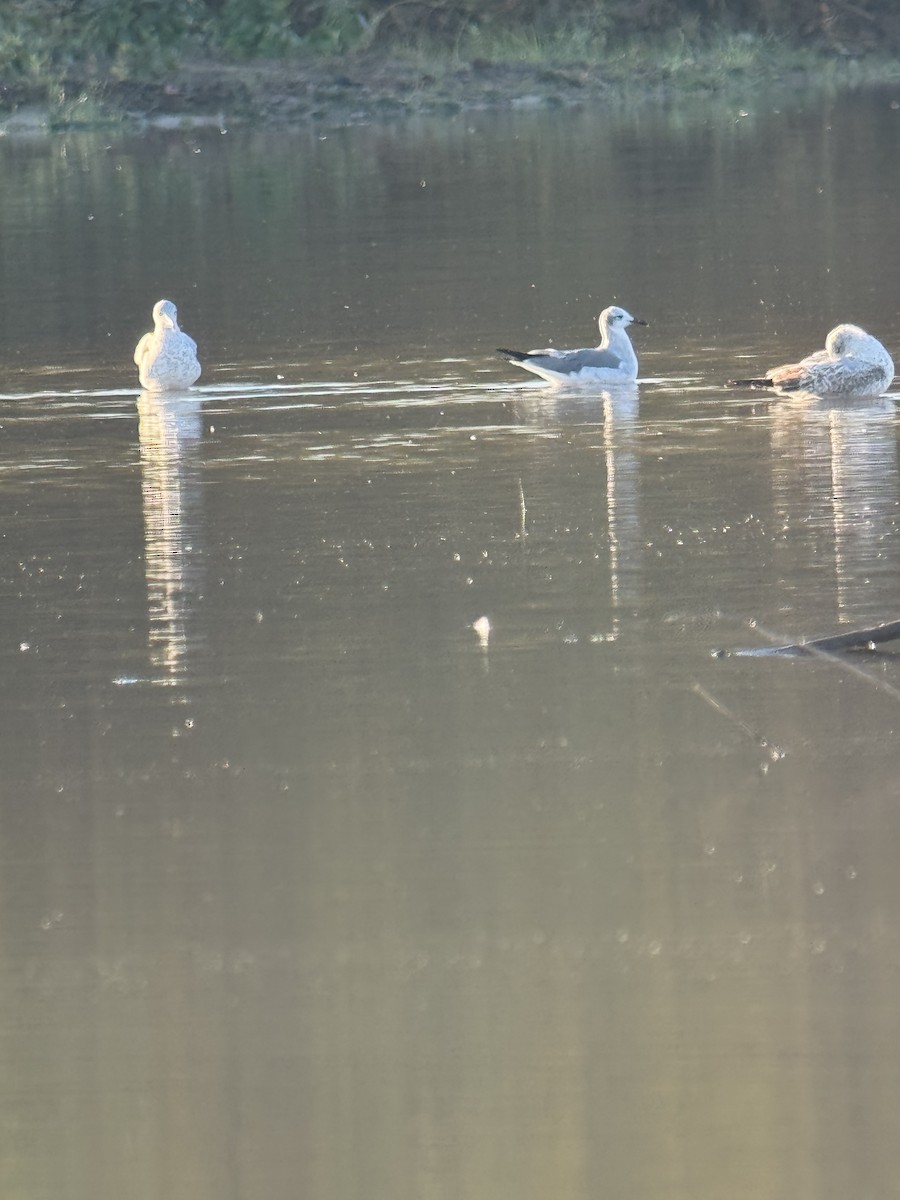 Ацтекская чайка - ML644697889