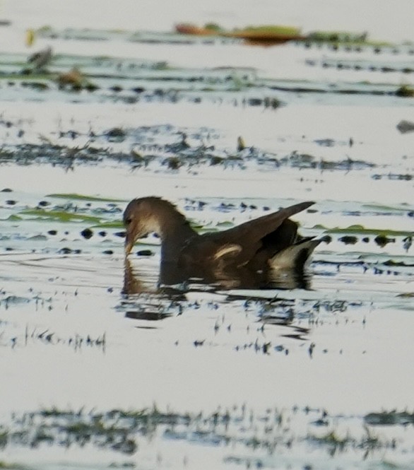 Курочка водяна - ML644697890