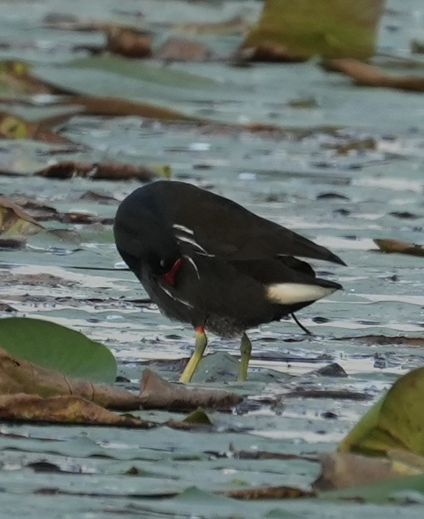 Курочка водяна - ML644697891