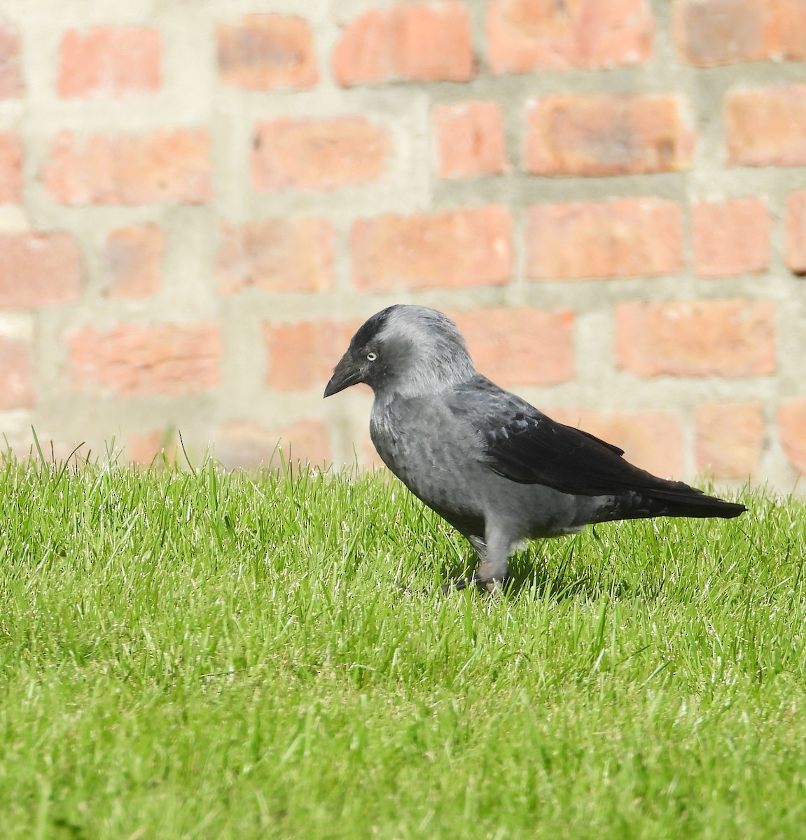 Eurasian Jackdaw - ML644697895