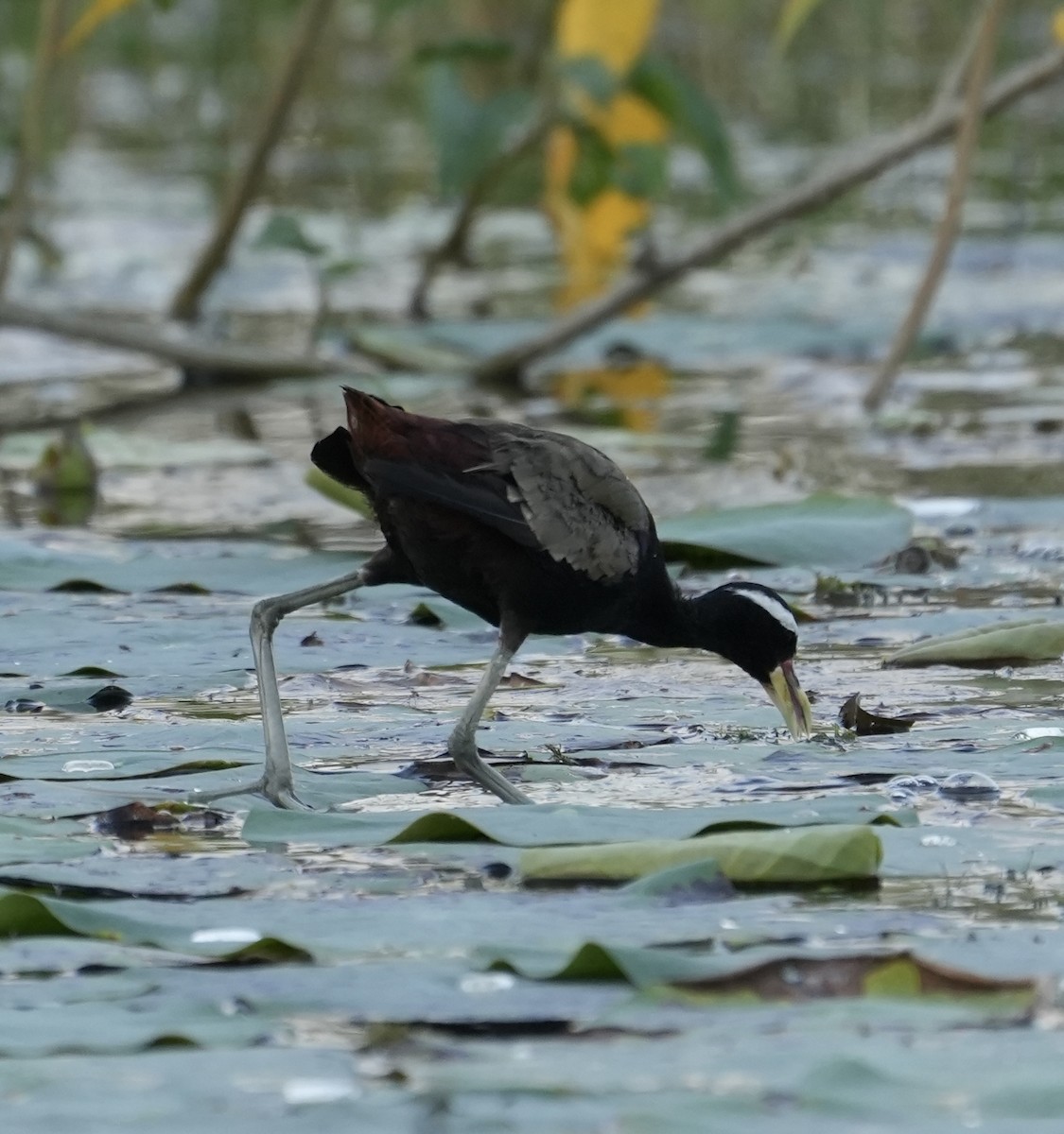 ostnák hnědoocasý - ML644697898