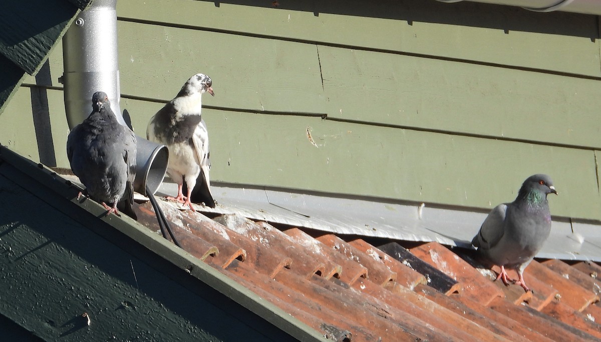 Felsentaube (Straßentaube) - ML644697900